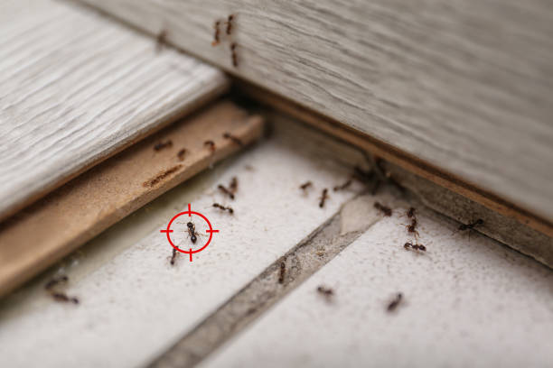 Bird Control in Maple Grove, MN