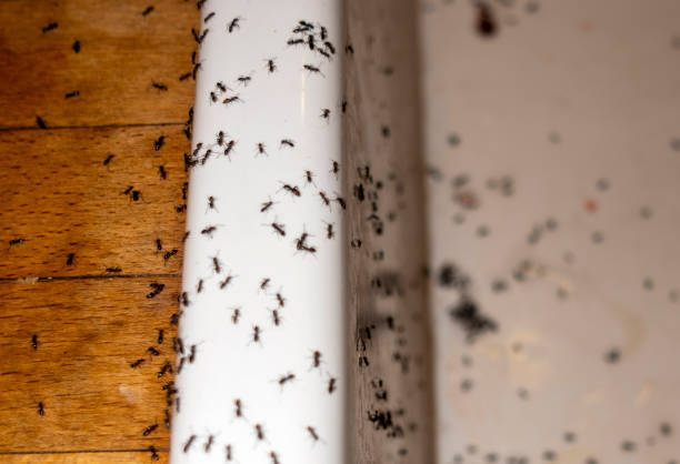 Best Emergency Pest Control  in Maple Grove, MN