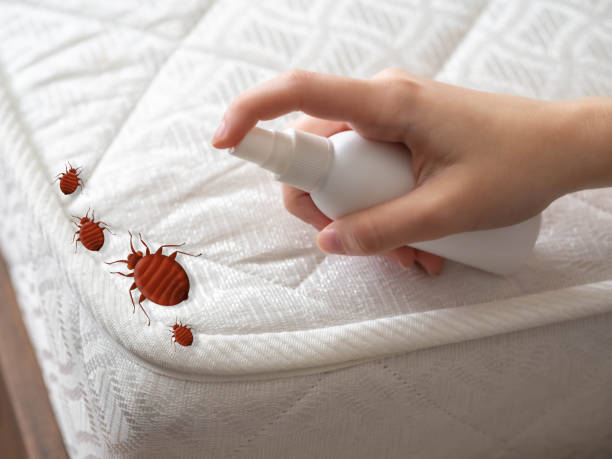 Flea Control Services in Maple Grove, MN